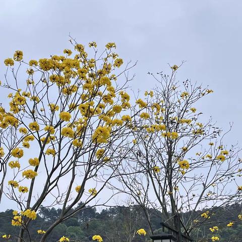 养正三班春天主题活动-“Oh～春天🌿”