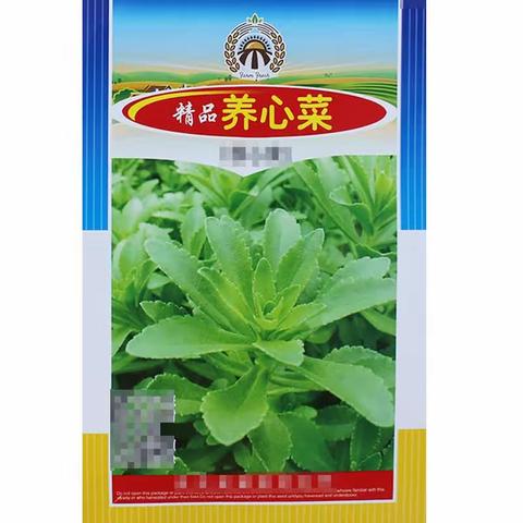 植物生长——养心菜成长记