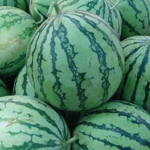 精英之家·桂城富景幼儿园—夏日西瓜🍉