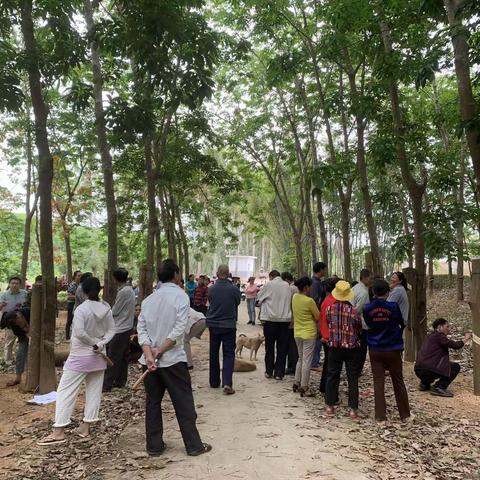 备战开割季—海胶邦溪分公司开展割胶技术复训考核