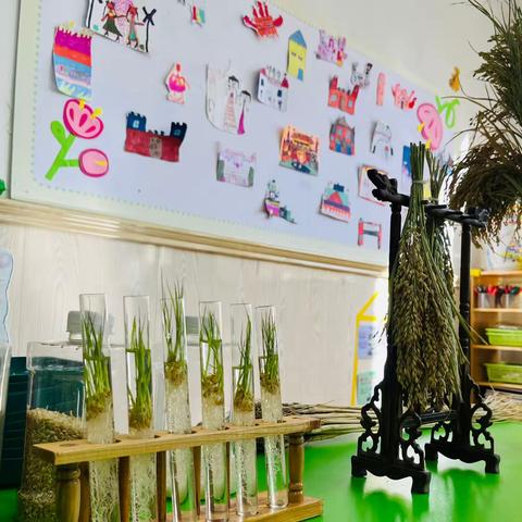 一粒水稻🌾的奇妙之旅——大三班体验活动