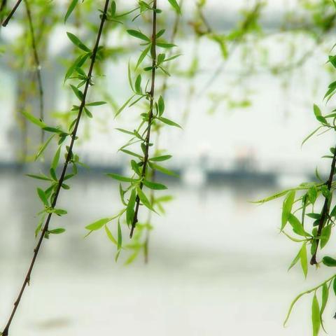 栉风沐雨砥砺行   春华秋实满庭芳——谢庄小学“春华秋实”杯活动纪实