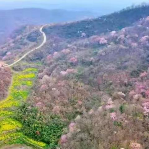 春风十里              慕“樱”而来