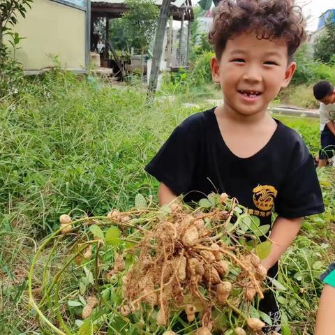 登封市东华镇惠美幼儿园       «秋收花生，趣满田园»