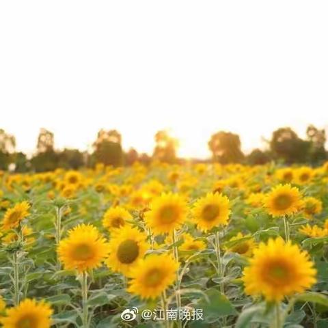 花开五月夏日忙，缤纷活动促成长