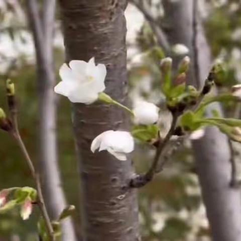 教研花开盛春时，同心掬得满庭芳——记南丰中等专业学校计算机教研组公开课研讨活动