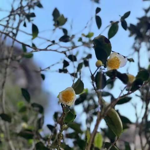 从课程理念到教学实践——武夷山市生物学跨学科实践项目活动