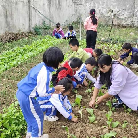 “种植进校园，劳动促成长”——记左安镇安溪小学劳动实践活动之蔬菜种植