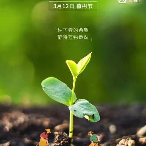 植一抹绿色，溢一片春光——海区八幼大班组植树节活动