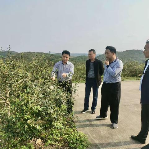 黎俊雄到红阳农场有限公司调研