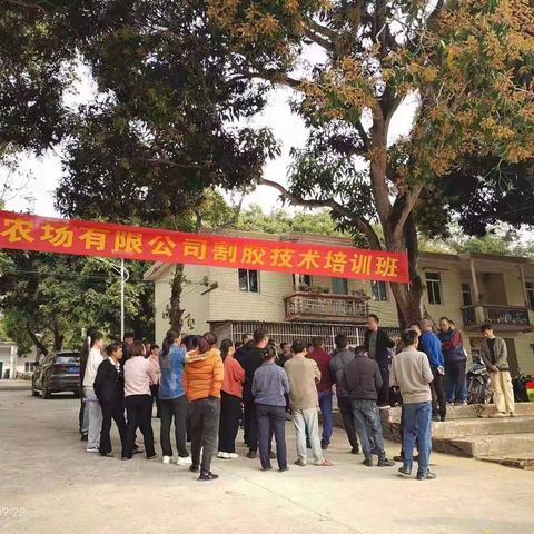 红阳农场有限公司举办2023年胶工割胶技术培训班