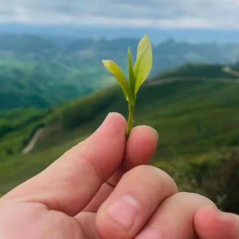 减肥，降糖，降压，降血脂，对大脑有保护作用的茶叶，原来如此神奇！