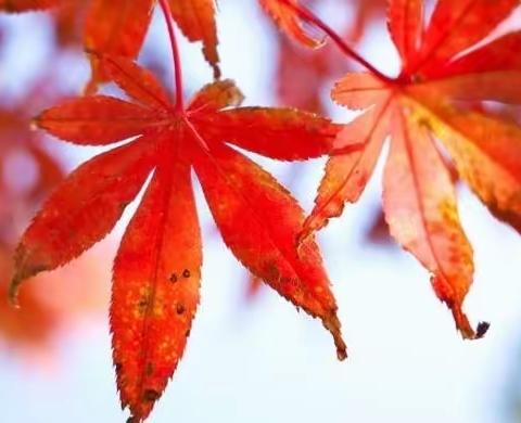 教无涯 研无尽——息县十一小语文教研