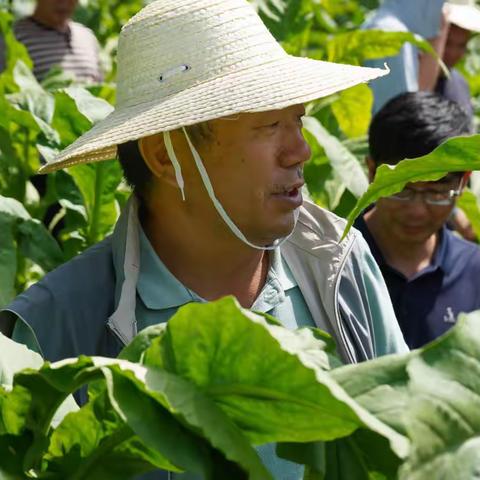 全省云产卷烟高端特色烟叶开发田间检查组到彝良县检查指导工作