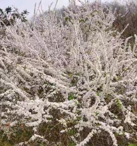 寻找春天———湖里畈幼儿园西瓜班小朋友鲍村小西湖半日游