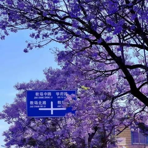 🌸“繁花盛夏，与蓝相约”🌼 荔枝大三班『蓝花楹』主题活动