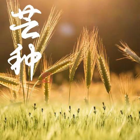 昆明市第二幼儿园莲花分园  🌾荔枝大三班【芒种】节气活动🌾