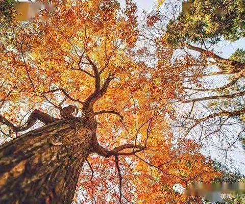 “双减”之下亲近大自然，巧手拼美图——梁寨小学树叶拼贴活动