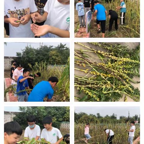 劳动美 丰收乐——石各庄镇四户小学劳动实践基地丰收节