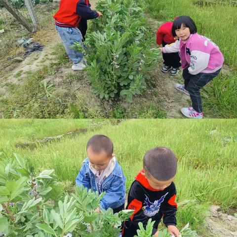 “沐浴春日阳光，体验田园生活”——桥头镇佳佳幼儿园小(1)班社会活动