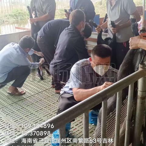 崖州区农业农村局崖城一片区动物防疫员在城东村春防免疫