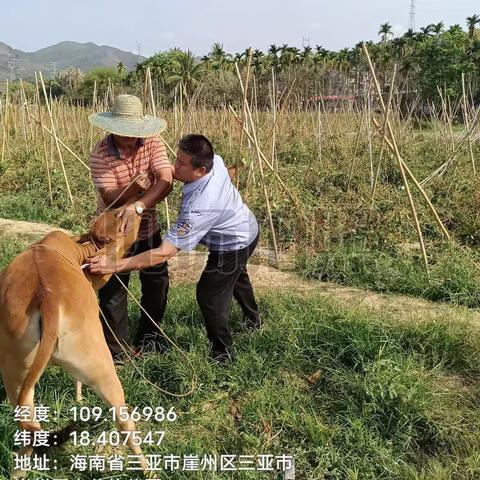 崖州区农业农村局崖城一片区动物防疫员在赤草村春防免疫