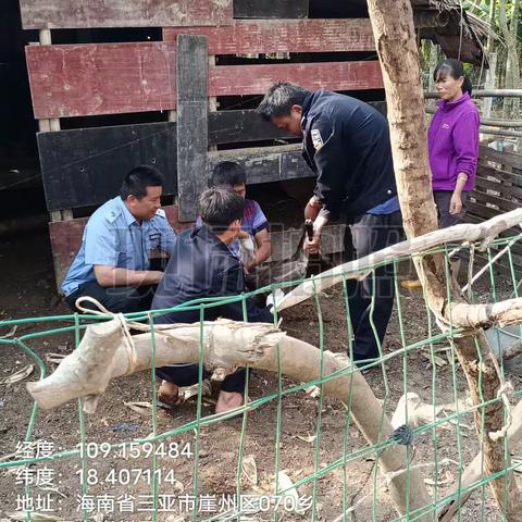 崖州区农业农村局崖城一片区动物防疫员在赤草村春防免疫