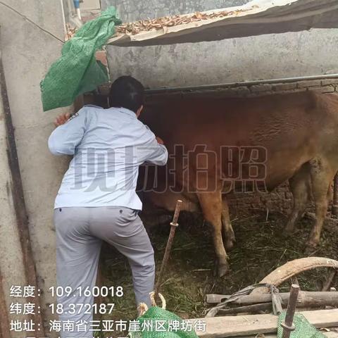 崖州区农业农村局崖城一片区动物防疫员在崖城、城西村春防免疫