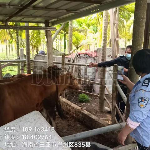 崖州区农业农村局崖城一片区动物防疫员在赤草村春防免疫