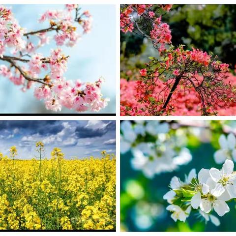 “种一棵小树，绿一方净土”南峰中心小学开展植树活动