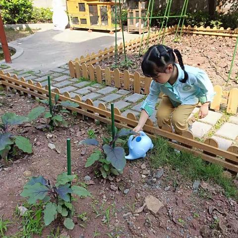 大二班种植园——茄子成长记1