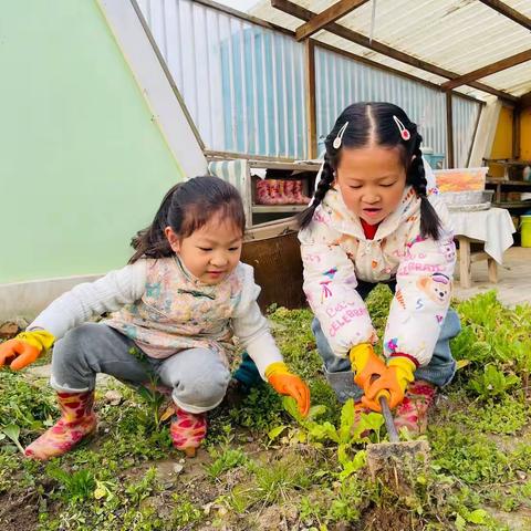 好事“花”生——播种花生🥜