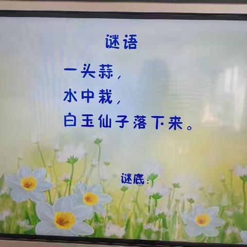 樱桃班《美丽的水仙花》