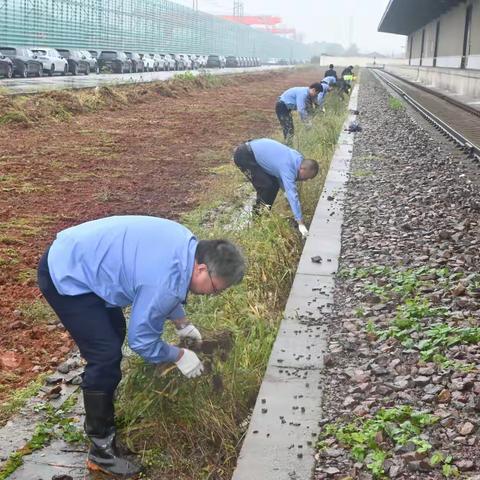 拔草除隐患 防火保安全 ——金华营业部开展除草主题党日活动