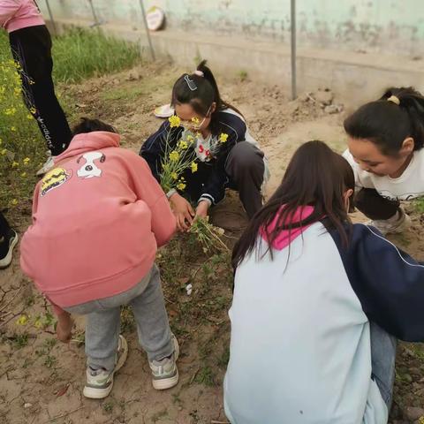 劳动实践，快乐体验 ——东九家小学劳动实践活动