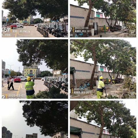 深圳宝安北控城市服务有限公司—沙井街道绿化管养2023年3月6日至3月12日工作周报