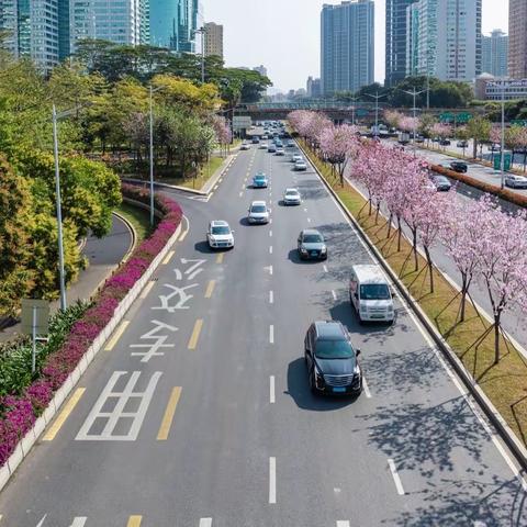 深爱绿化，圳美花开——滨河滨海5月管养纪实