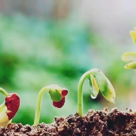 拥抱自然    种植美好—徐州市大黄山实验小学亲子种植活动