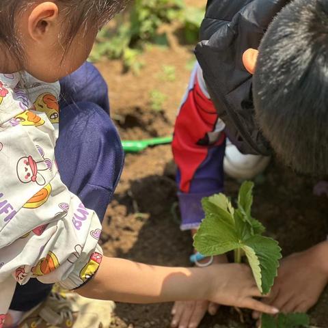 龙腾虎跃，莓”好食光——旅顺新城实验幼儿园大二班立夏节气绿植课程