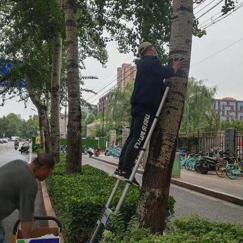 裕华区园林大队“多措并举”积极开展飞絮治理工作