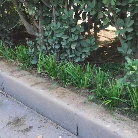 裕华区园林大队积极开展补植补栽 为城区增绿添彩