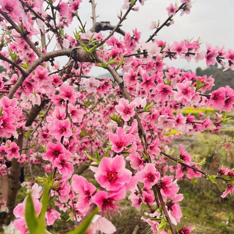 三月桃花蕊绽开，艳如少女醉春怀——乐昌市梅花镇铜山小学教职工“三八”妇女节活动