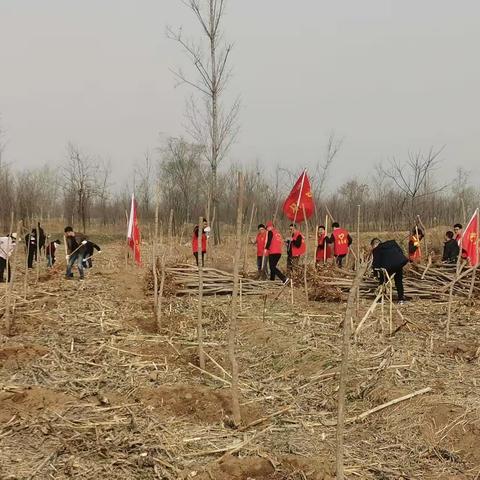 植树添新绿，纸坊镇组织开展义务植树活动