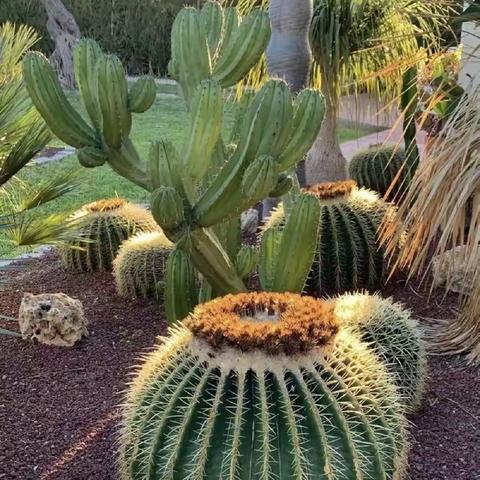 中美德幼儿园美术三班（仙人掌）