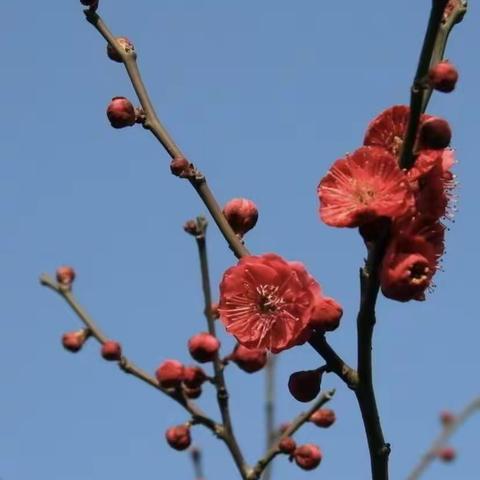 中美德幼儿园美术三班（盆景梅花）