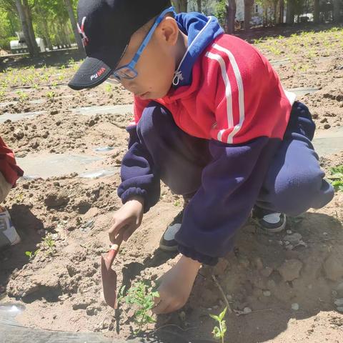 种植爱心菜园，促进健康与团结