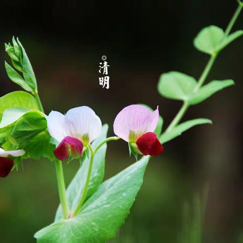 富源街道第四小学——清明节文明祭扫倡议书