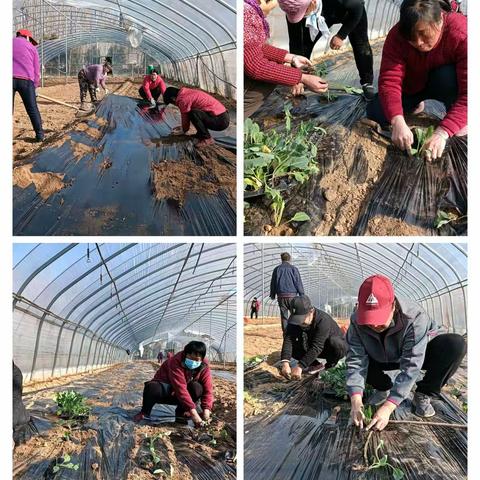 【乡村振兴】凌庄村合作社种植有机菜花