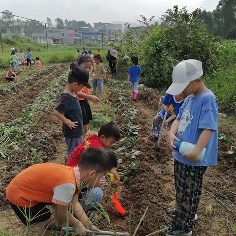 乐迪幼儿园 暑假班“社会实践活动——种红薯”