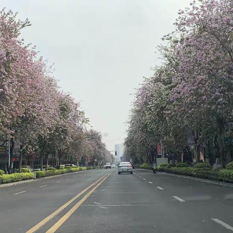 种一颗小树，绿一方净土——玉州区东成小学1911班中队植树活动